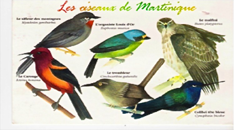 Oiseaux tropicaux
